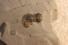 PERONOPSIS INTERSTRICTA - Wheeler fmt - Middle cambrian - Millard County ,Utah, USA