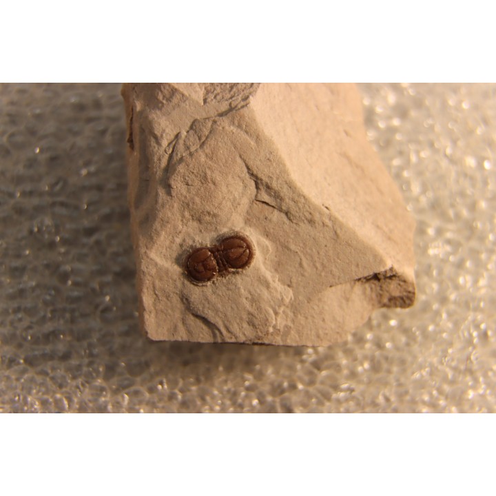 PERONOPSIS INTERSTRICTA - Wheeler fmt - Cambrien Moyen  - Utah ,USA