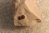 PERONOPSIS INTERSTRICTA - Wheeler fmt - Middle cambrian - Millard County ,Utah, USA
