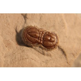 PERONOPSIS INTERSTRICTA - Wheeler fmt - Middle cambrian - Millard County ,Utah, USA