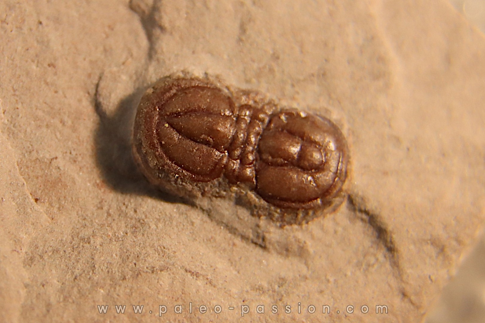 PERONOPSIS INTERSTRICTA - Wheeler fmt - Cambrien Moyen - Utah ,USA