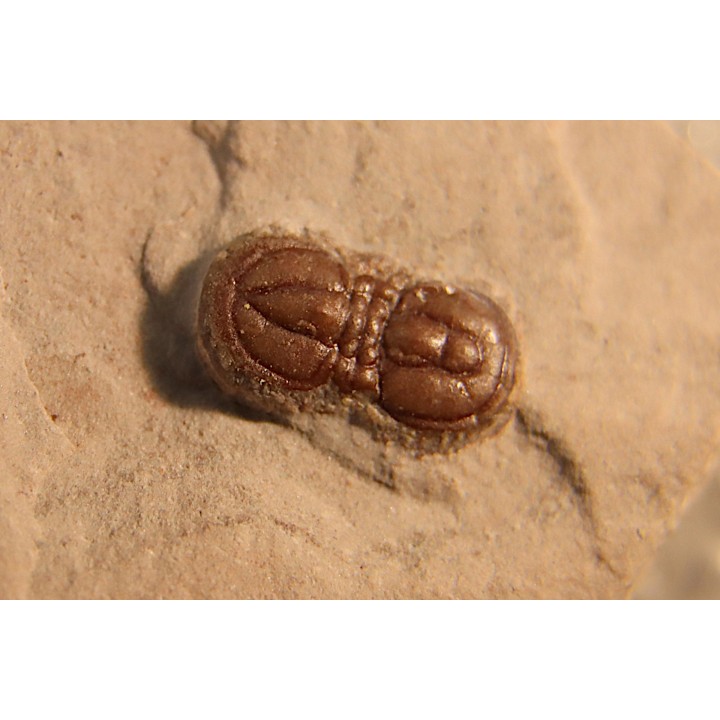 PERONOPSIS INTERSTRICTA - Wheeler fmt - Cambrien Moyen  - Utah ,USA