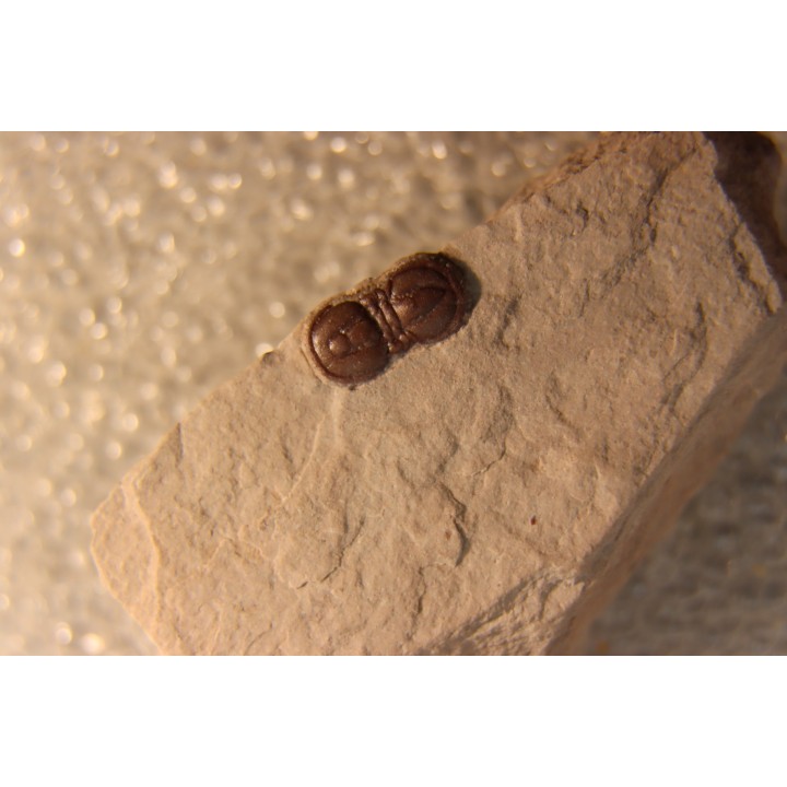 PERONOPSIS INTERSTRICTA - Wheeler fmt - Middle cambrian - Millard County ,Utah, USA