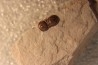 PERONOPSIS INTERSTRICTA - Wheeler fmt - Middle cambrian - Millard County ,Utah, USA