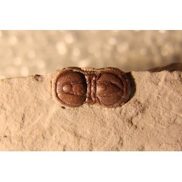 PERONOPSIS INTERSTRICTA - Wheeler fmt - Middle cambrian - Millard County ,Utah, USA