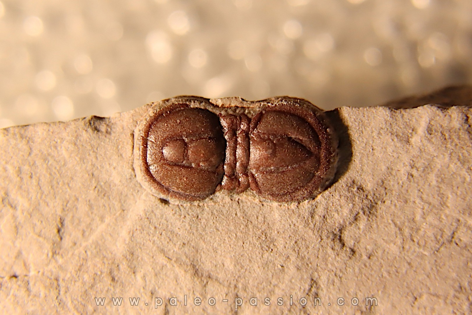 PERONOPSIS INTERSTRICTA - Wheeler fmt - Cambrien Moyen - Utah ,USA