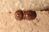 PERONOPSIS INTERSTRICTA - Wheeler fmt - Cambrien Moyen - Utah ,USA