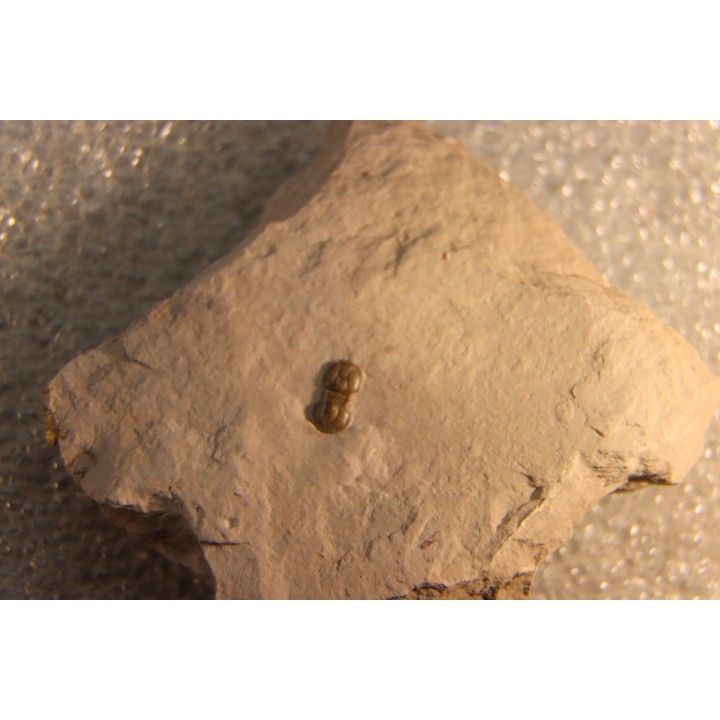 PERONOPSIS INTERSTRICTA - Wheeler fmt - Middle cambrian - Millard County ,Utah, USA