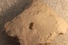 PERONOPSIS INTERSTRICTA - Wheeler fmt - Middle cambrian - Millard County ,Utah, USA