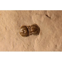 PERONOPSIS INTERSTRICTA - Wheeler fmt - Cambrien Moyen  - Utah ,USA