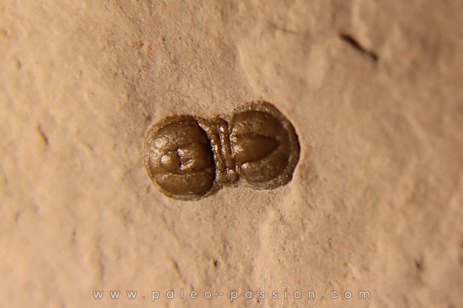PERONOPSIS INTERSTRICTA - Wheeler fmt - Cambrien Moyen - Utah ,USA