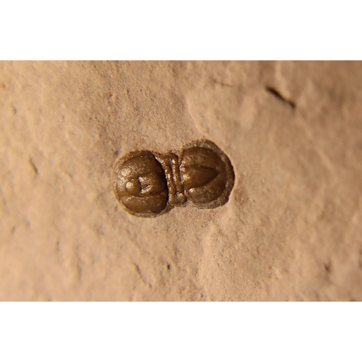 PERONOPSIS INTERSTRICTA - Wheeler fmt - Cambrien Moyen  - Utah ,USA