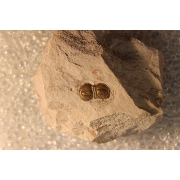 PERONOPSIS INTERSTRICTA - Wheeler fmt - Cambrien Moyen  - Utah ,USA