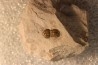 PERONOPSIS INTERSTRICTA - Wheeler fmt - Cambrien Moyen - Utah ,USA