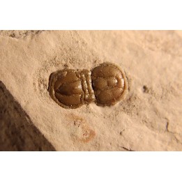 PERONOPSIS INTERSTRICTA - Wheeler fmt - Middle cambrian - Millard County ,Utah, USA