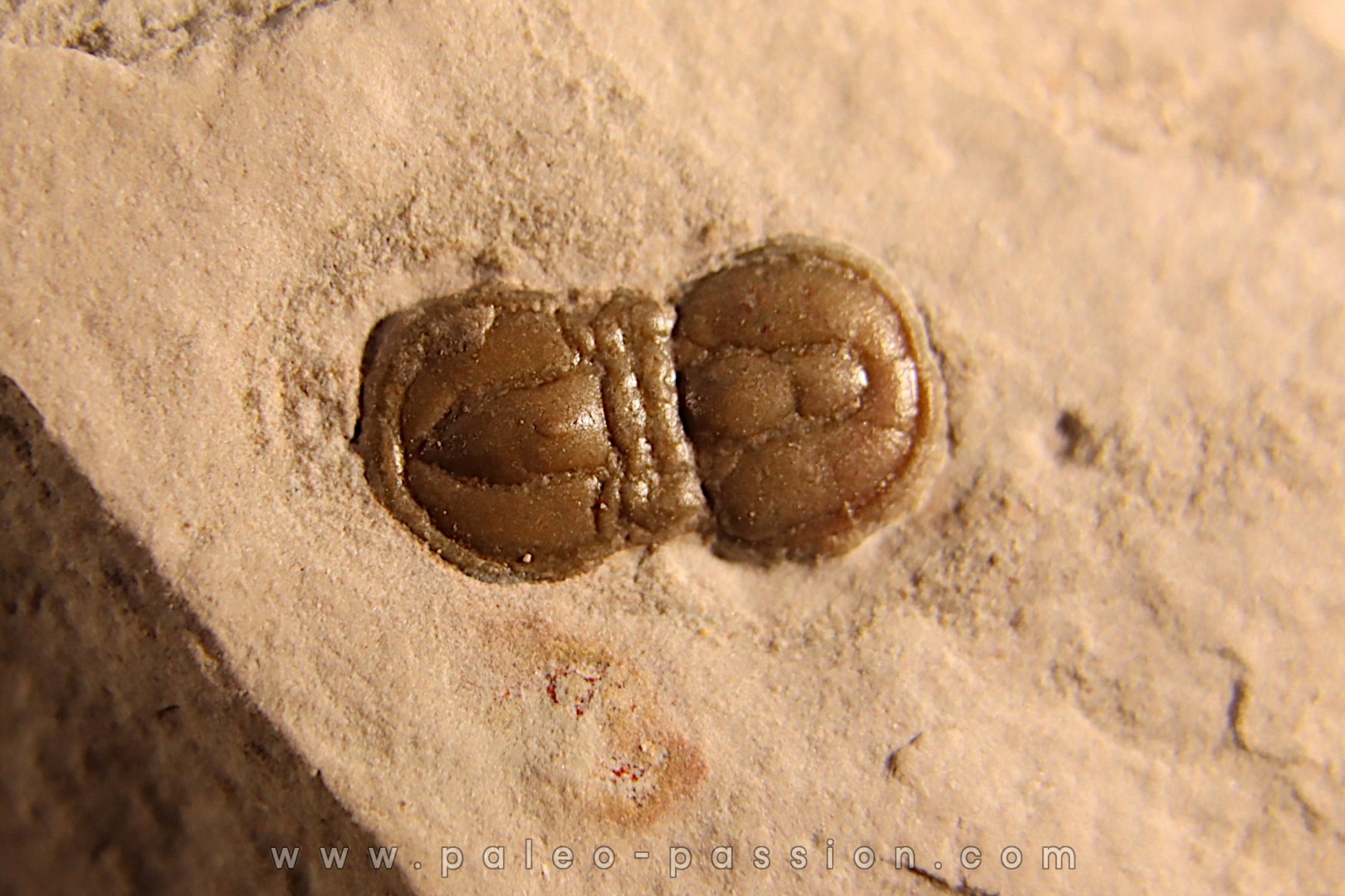 PERONOPSIS INTERSTRICTA - Wheeler fmt - Cambrien Moyen - Utah ,USA