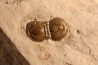 PERONOPSIS INTERSTRICTA - Wheeler fmt - Middle cambrian - Millard County ,Utah, USA