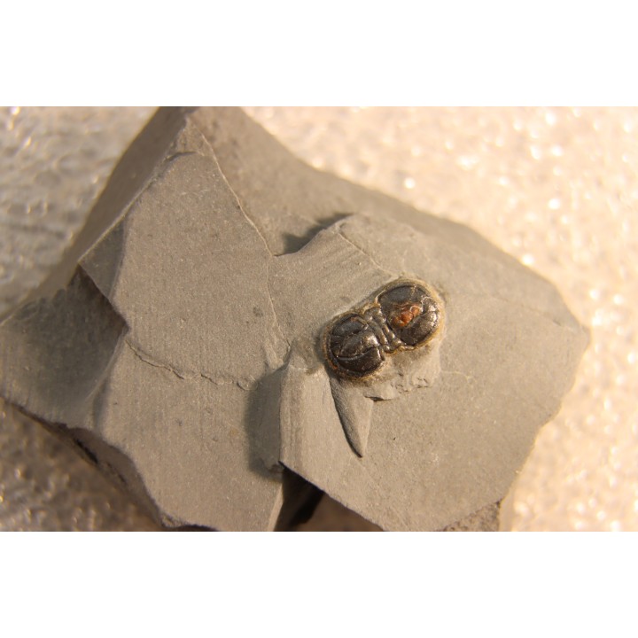 PERONOPSIS INTERSTRICTA - Wheeler fmt - Cambrien Moyen  - Utah ,USA