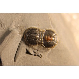 PERONOPSIS INTERSTRICTA - Wheeler fmt - Cambrien Moyen  - Utah ,USA