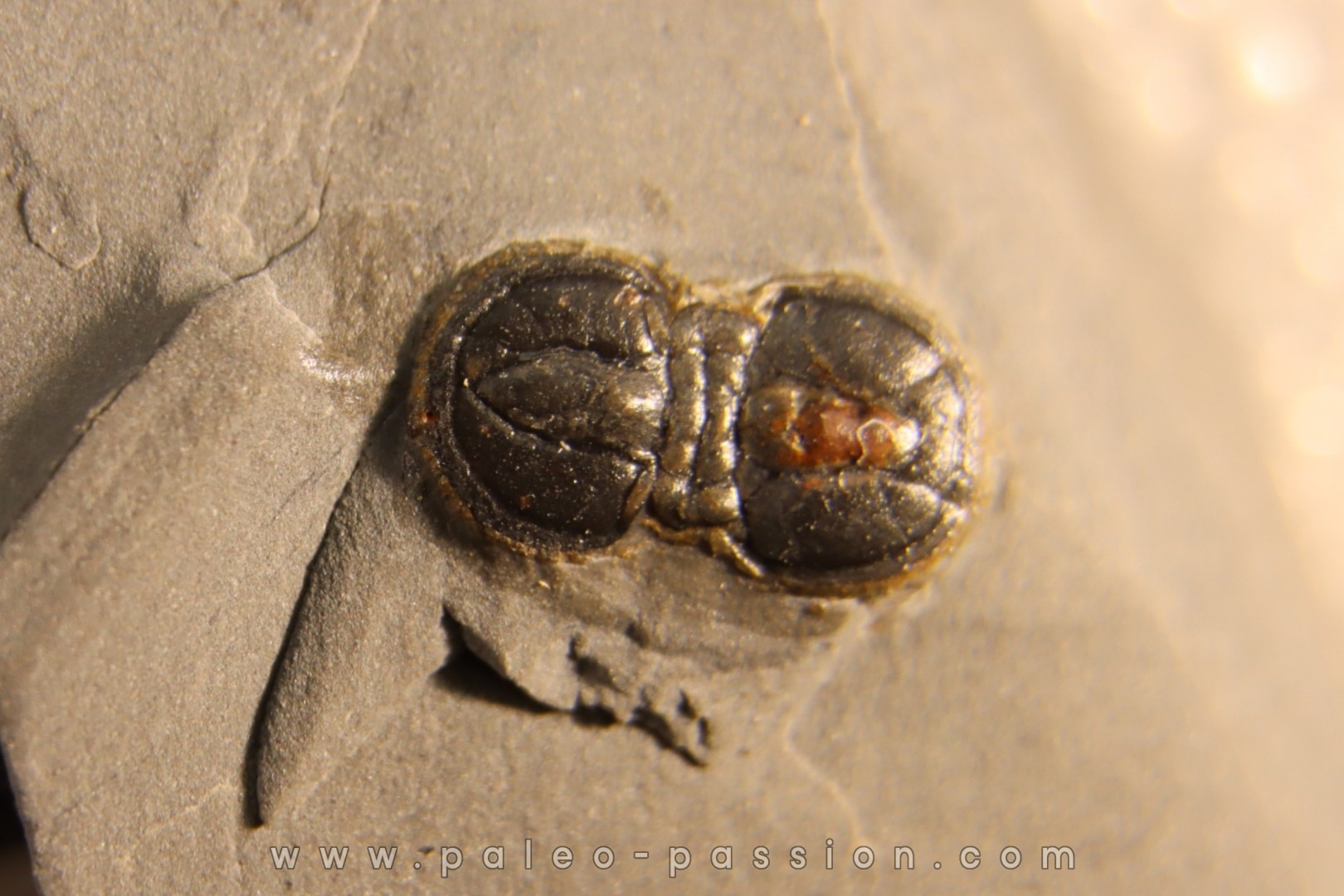 PERONOPSIS INTERSTRICTA - Wheeler fmt - Cambrien Moyen - Utah ,USA