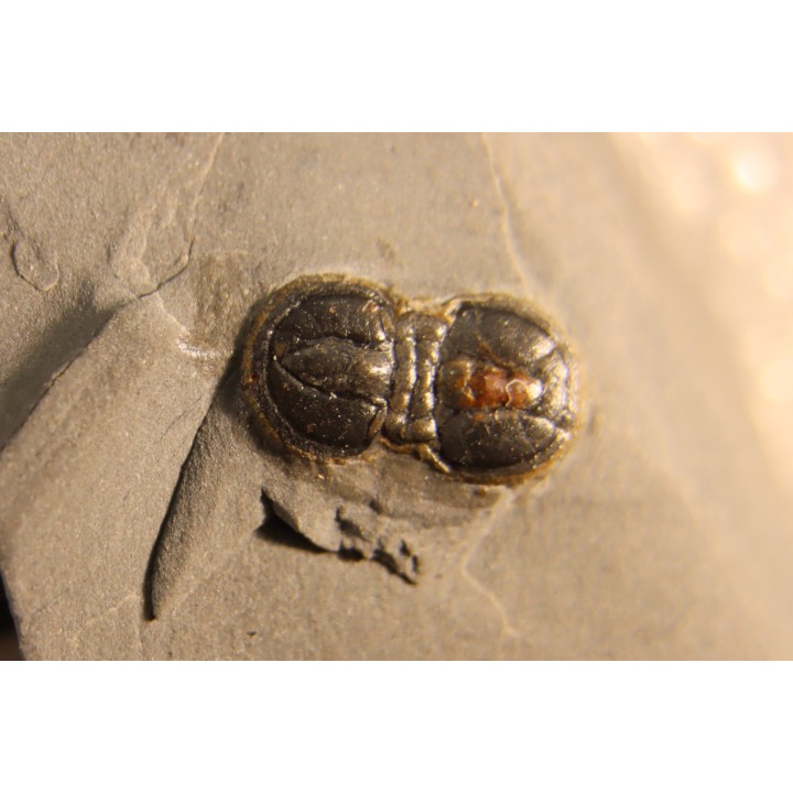 PERONOPSIS INTERSTRICTA - Wheeler fmt - Cambrien Moyen  - Utah ,USA