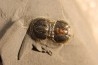 PERONOPSIS INTERSTRICTA - Wheeler fmt - Middle cambrian - Millard County ,Utah, USA