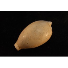 NOTOLUPONIA SUBPYRULATA - Miocene - Mornington peninsula, Victoria, AUSTRALIE