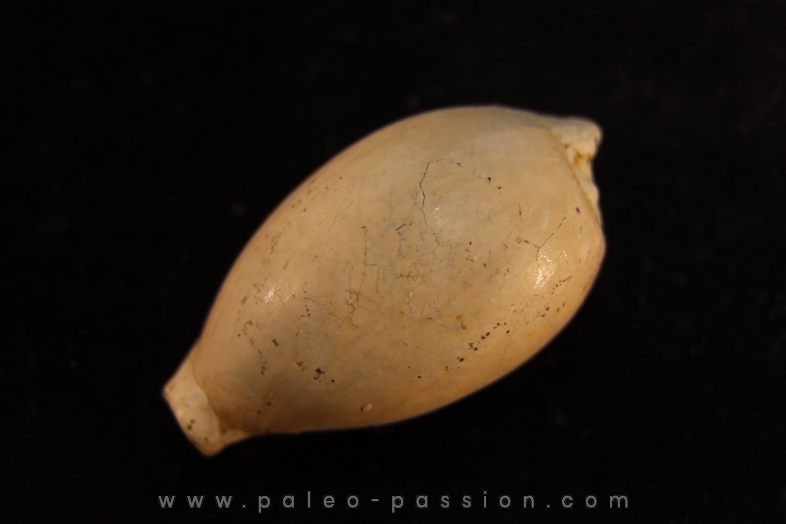 NOTOLUPONIA SUBPYRULATA - Miocene - Mornington peninsula, Victoria, AUSTRALIE