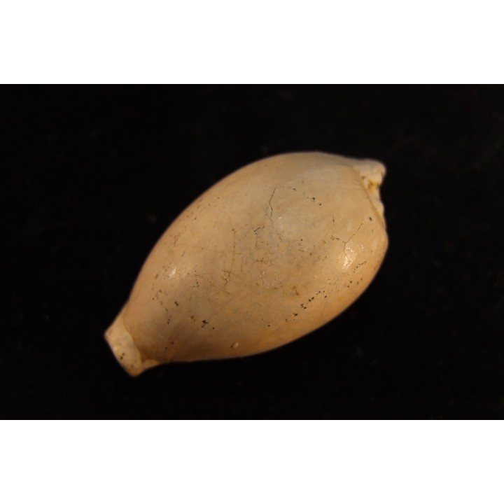 NOTOLUPONIA SUBPYRULATA - Miocene - Mornington peninsula, Victoria, AUSTRALIE