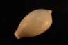 NOTOLUPONIA SUBPYRULATA - Miocene - Mornington peninsula, Victoria, AUSTRALIE
