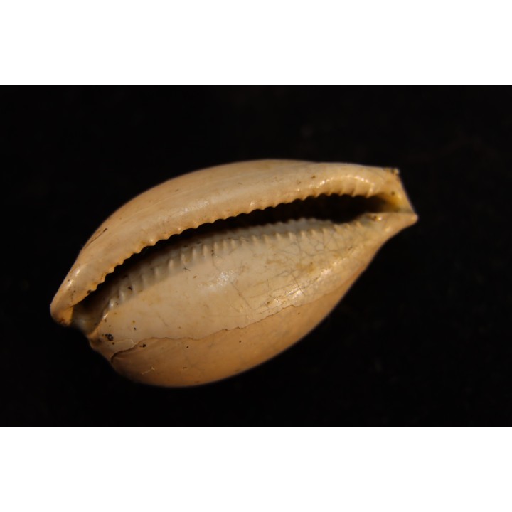 NOTOLUPONIA SUBPYRULATA - Miocene - Mornington peninsula, Victoria, AUSTRALIE