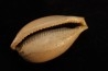 NOTOLUPONIA SUBPYRULATA - Miocene - Mornington peninsula, Victoria, AUSTRALIE