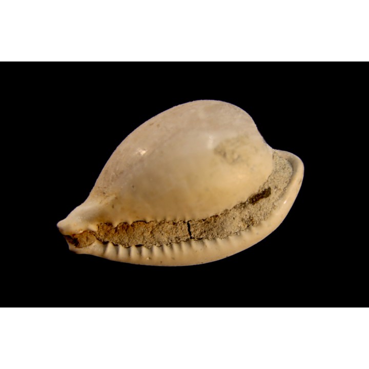 NOTOLUPONIA PYRULATA - Miocene - Mornington peninsula, Victoria, AUSTRALIE