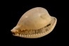 NOTOLUPONIA PYRULATA - Miocene - Mornington peninsula, Victoria, AUSTRALIE