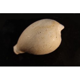 NOTOLUPONIA PYRULATA - Miocene - Mornington peninsula, Victoria, AUSTRALIE