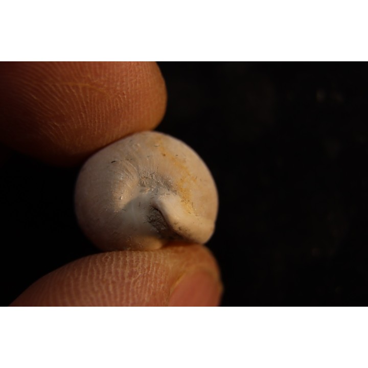 NOTOLUPONIA PYRULATA - Miocene - Mornington peninsula, Victoria, AUSTRALIE