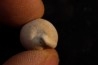 NOTOLUPONIA PYRULATA - Miocene - Mornington peninsula, Victoria, AUSTRALIE