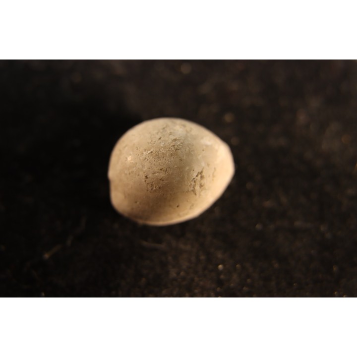 TRIVIELLA ANGUSHAWKEI - late eocene - Browns Creek , Victoria, AUSTRALIA