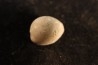 TRIVIELLA ANGUSHAWKEI - late eocene - Browns Creek , Victoria, AUSTRALIA