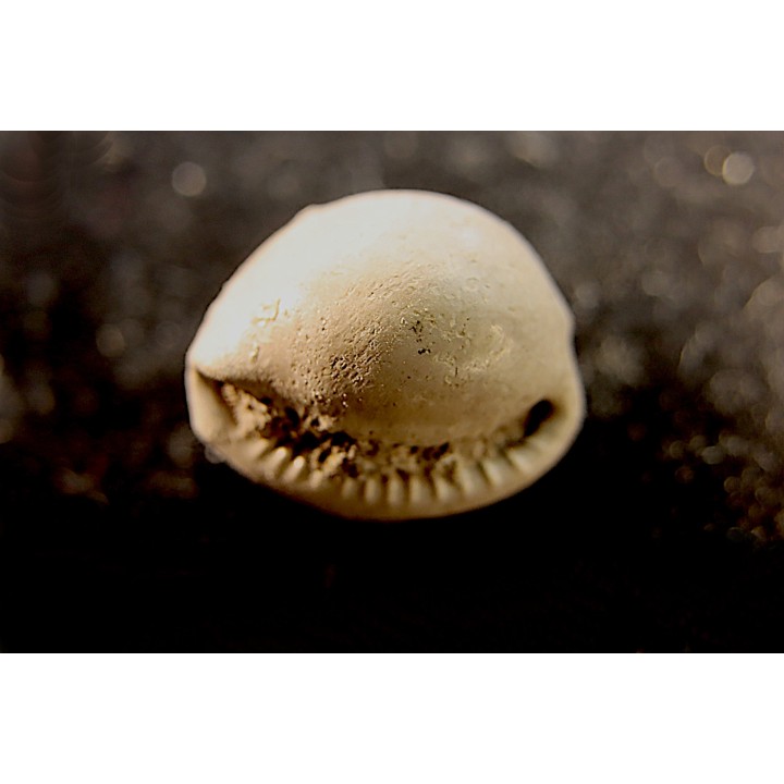 TRIVIELLA ANGUSHAWKEI - late eocene - Browns Creek , Victoria, AUSTRALIA