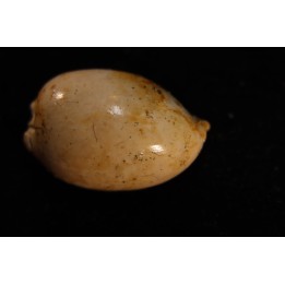 AUSTRACYPRAEA SCALENA - Miocène - Muddy Creek, Victoria, AUSTRALIE