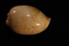 AUSTRACYPRAEA SCALENA - Miocène - Muddy Creek, Victoria, AUSTRALIE