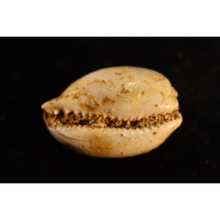 AUSTRACYPRAEA SCALENA - Miocène - Muddy Creek, Victoria, AUSTRALIE