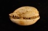 AUSTRACYPRAEA SCALENA - Miocène - Muddy Creek, Victoria, AUSTRALIE