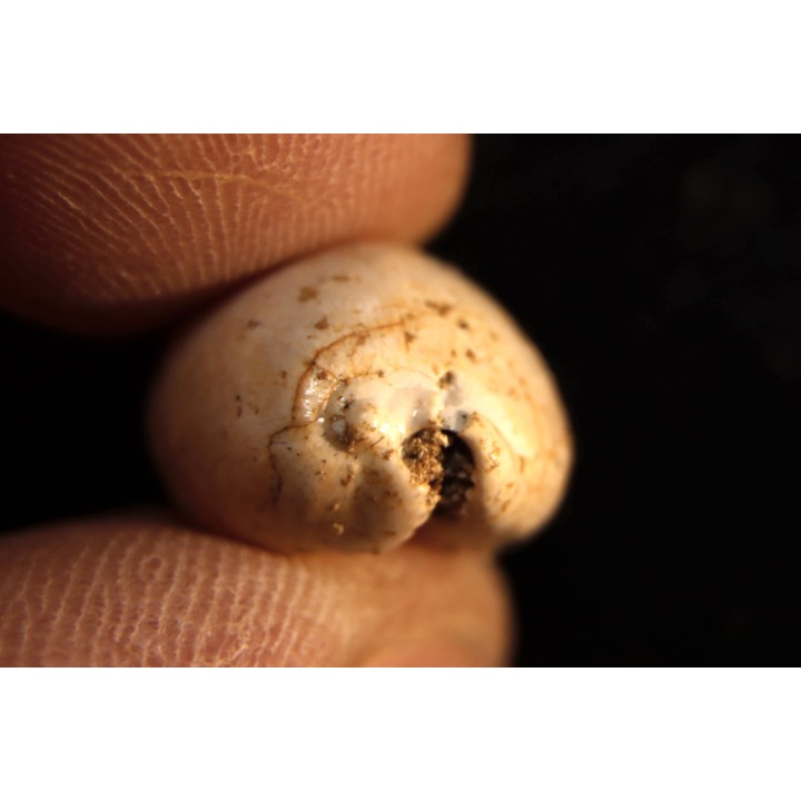 AUSTRACYPRAEA SCALENA - Miocène - Muddy Creek, Victoria, AUSTRALIE