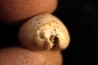 AUSTRACYPRAEA SCALENA - Miocène - Muddy Creek, Victoria, AUSTRALIE