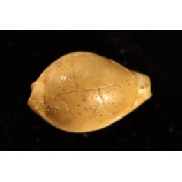 ERRONIA PROGOENSIS - Oyo River, Gunungkidul - Java, INDONESIA