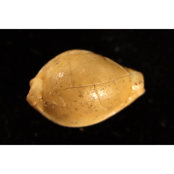 ERRONIA PROGOENSIS - Oyo River, Gunungkidul - Java, INDONESIA