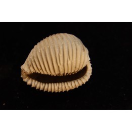 TRIVELLONA AVELLANOIDES - Miocene - Mornington peninsula, Victoria, AUSTRALIE