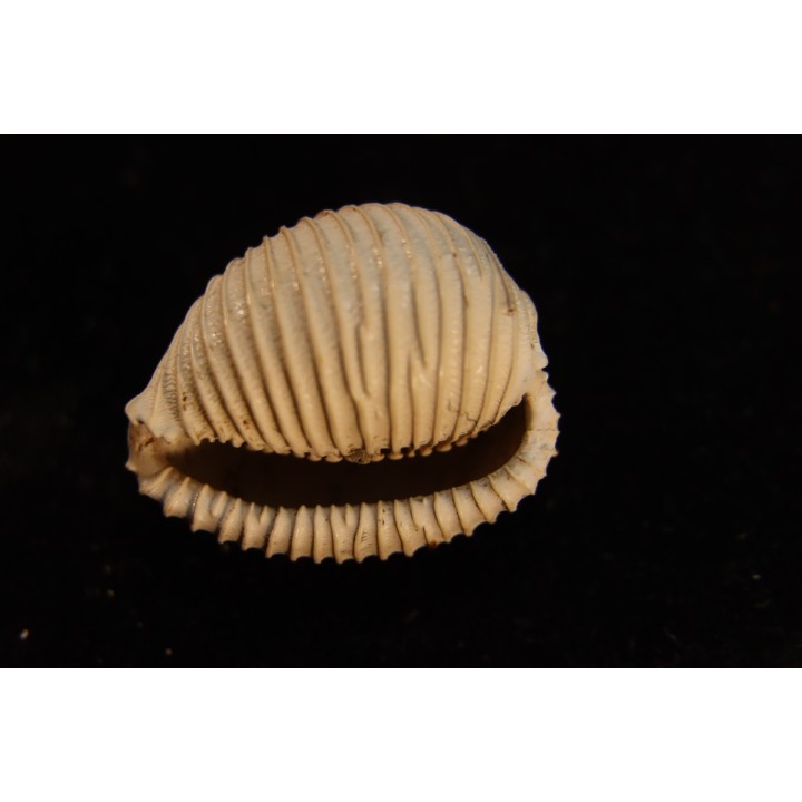 TRIVELLONA AVELLANOIDES - Miocene - Mornington peninsula, Victoria, AUSTRALIE